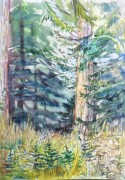 Nurse trees,Rain Forest BC  water colour 15 x 11in